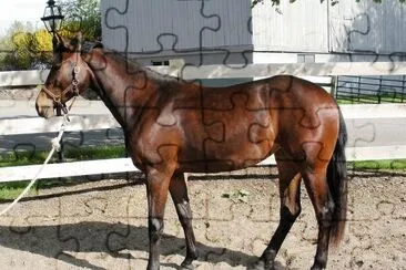 American warmblood