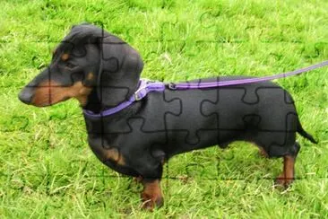 Bassotto a pelo corto jigsaw puzzle