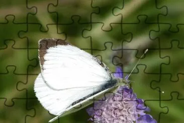 Pieris brassicae jigsaw puzzle