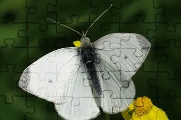 Pieris rapae jigsaw puzzle