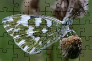 Pieris edusa