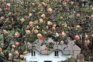 flores