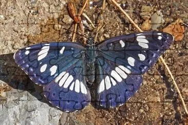 Limenitis reducta