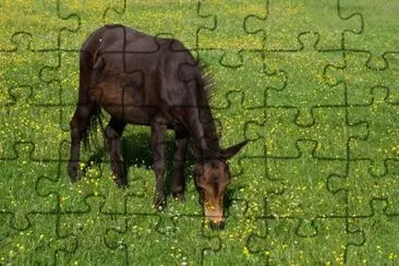 Gallowai