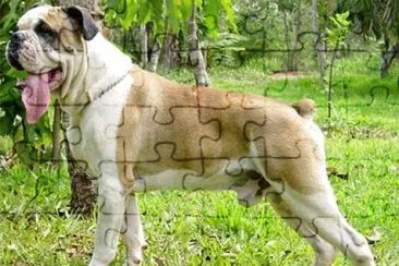 Buldogue campeiro