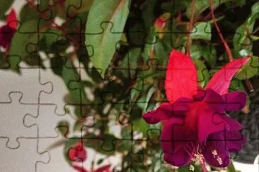 flores
