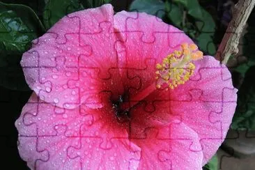 פאזל של flores