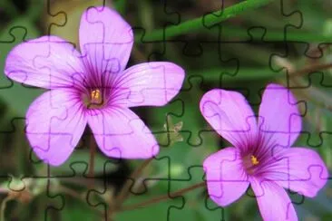 פאזל של flores
