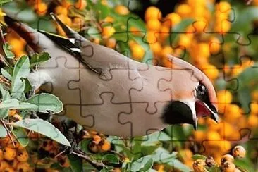 פאזל של natural