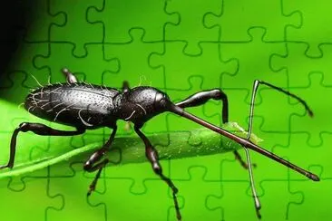 natural jigsaw puzzle