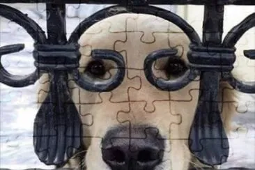 CÃ£o do Zorro.