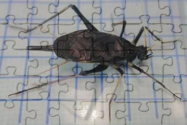 Suzumuschi jigsaw puzzle