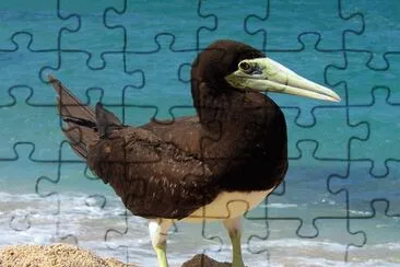 Sula fosca jigsaw puzzle