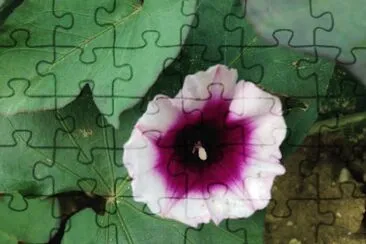 Patate douce jigsaw puzzle