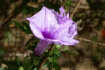 Patate douce jigsaw puzzle
