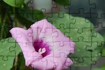 Fleur de patate douce jigsaw puzzle