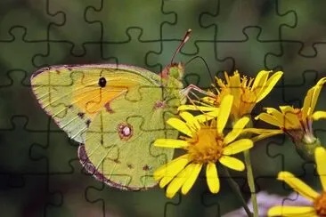 פאזל של Colias croceus