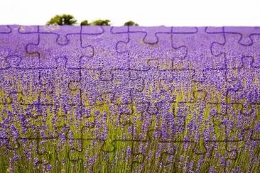 flores jigsaw puzzle