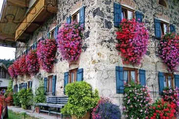 flores