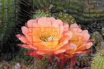 פאזל של flores