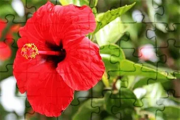 flores jigsaw puzzle