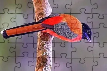 פאזל של natural