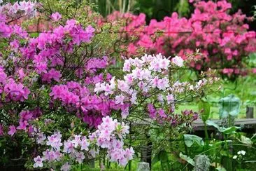 flores jigsaw puzzle