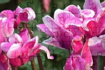 Cyclamen jigsaw puzzle