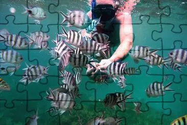 פאזל של PECES