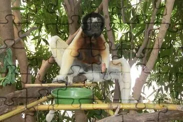 Sifaka coronato