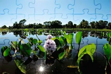 natural jigsaw puzzle