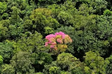 flores jigsaw puzzle
