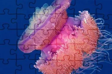 natural jigsaw puzzle