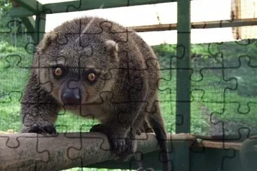 Bear cuscus jigsaw puzzle