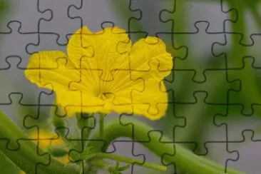 Fleur de concombre