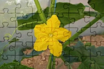 Fleur de concombre jigsaw puzzle