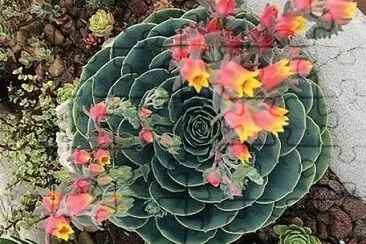 flores