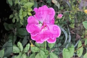 flores jigsaw puzzle