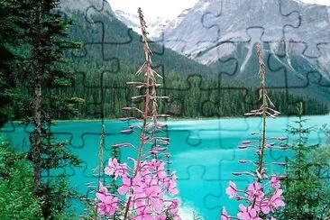 flores