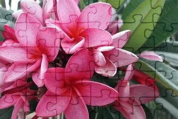 flores jigsaw puzzle