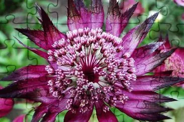 flores jigsaw puzzle