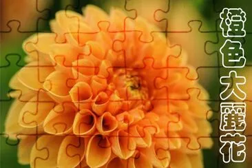 æ©™è‰²å¤§éº—èŠ± jigsaw puzzle