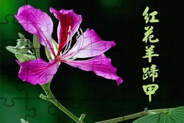 פאזל של ç´…èŠ±ç¾Šè¹„ç”²