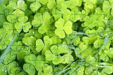 natural jigsaw puzzle