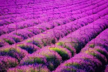 flores jigsaw puzzle