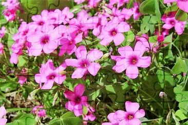 flores jigsaw puzzle