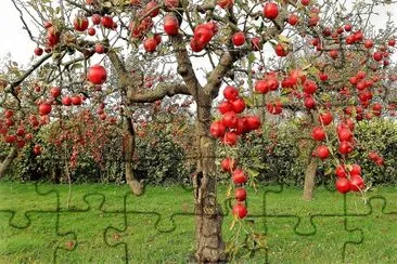 frutas