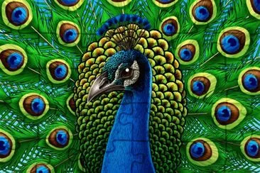 peacock
