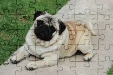 PUG FINO