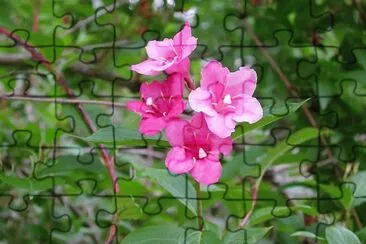 flores jigsaw puzzle
